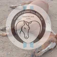 Rescate Equino lanzó una campaña solidaria para mejorar su espacio de recuperación en San Nicolás