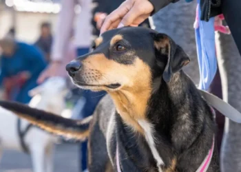El tráiler de Salud Animal atiende hoy en barrio Los Pinos