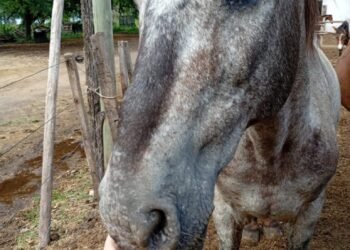 Taller de primeros auxilios para caballos a beneficio de Rescate Equino