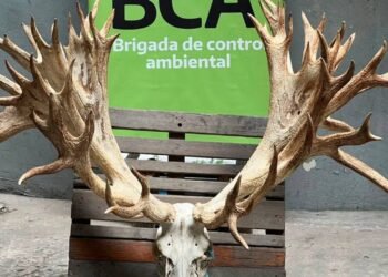 Caza ilegal en Entre Ríos: un ciervo colorado y 50 trofeos secuestrados