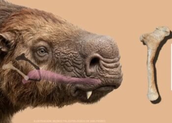 Descubren en Argentina el primer hioides fósil de un perezoso gigante