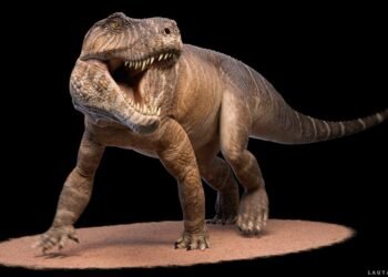 Descubren un gigante antecesor de los cocodrilos en La Rioja de hace 237 millones de años