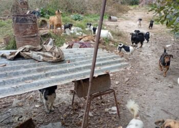 Detienen a un hombre por la muerte de cinco cachorros en Salta