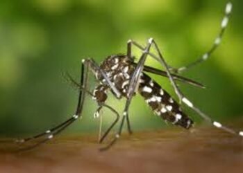 Disminuyen los casos de fiebre chikungunya, pero emergen nuevos casos de dengue