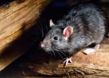 Nuevo caso de hantavirus en Bariloche: mujer internada en terapia intensiva