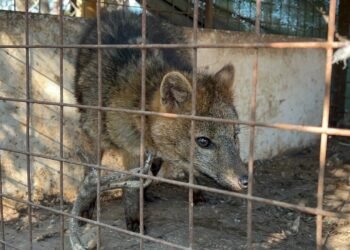 Rescatan a un zorro encadenado en un restaurante de San Pedro