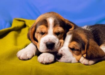 Celebra el Día Mundial del Perro: Fortalece el vínculo con tu mascota