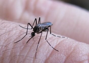Descenso Continuo en Casos de Fiebre Chikungunya en Argentina