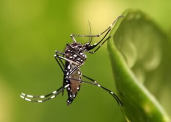 El Ministerio de Salud refuerza la lucha contra el dengue en invierno