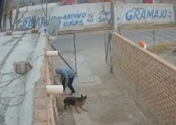 El curioso robo de una bicicleta en San Juan que sorprendió por la reacción de un perro