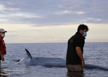Fallece la ballena sei varada en la costa de San Isidro