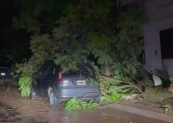 Falleció una mujer en Concordia tras la caída de un árbol durante un temporal