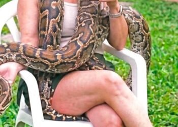 Intensa búsqueda de una boa extraviada en Colegiales: mide más de tres metros