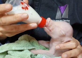 Nace en Argentina el primer cerdo clonado de América Latina