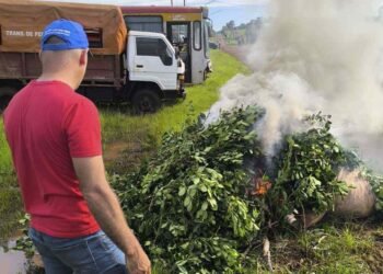 Productores yerbateros de Misiones piden una ley de emergencia al gobernador Passalacqua