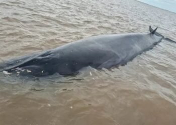 Rescatan a una ballena sei varada en San Isidro