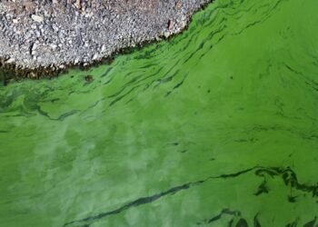 Alerta naranja por cianobacterias en 17 municipios de Buenos Aires