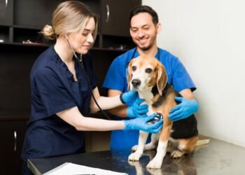 Celebramos el Día del Veterinario: un homenaje a los cuidadores de nuestros animales