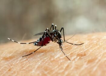 Dengue: la prevención es clave para frenar su expansión en Argentina