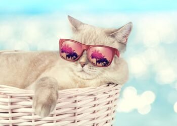 Día Internacional del Gato: Cuidado y prevención para felinos de interiores