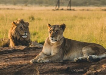Día Mundial del León: Conoce 9 fascinantes curiosidades sobre el Rey de la Selva