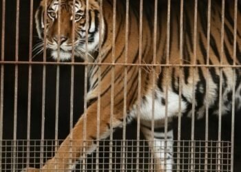 Felinos rescatados: 30 tigres y leones encuentran nuevos hogares