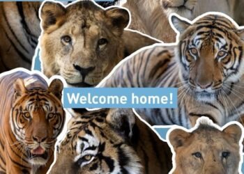 Felinos rescatados del ex zoológico de Luján encuentran libertad en santuarios de Sudáfrica y EE.UU.