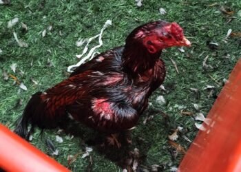 Más de 100 gallos rescatados en un local de Brandsen