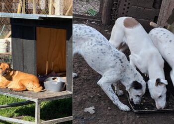 Proteccionistas critican proyecto de ley que regula refugios y criaderos de animales