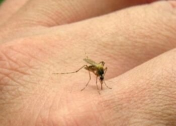 Salta reporta tres nuevos casos de fiebre chikungunya