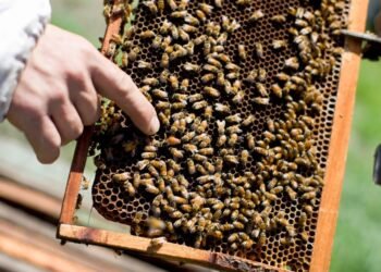 Un argentino atacado por abejas durante el terremoto en Colombia