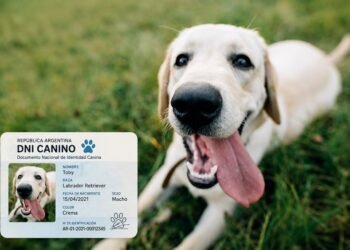Villa María implementa el DNI obligatorio para mascotas