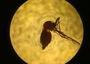 Avance argentino en la creación de una vacuna contra el dengue y otras enfermedades transmitidas por mosquitos
