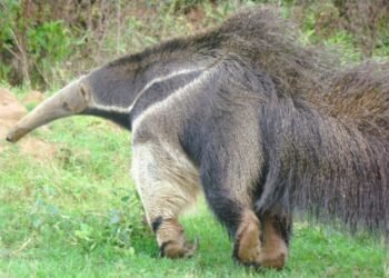 Cazadores se hacen cargo del alambrado de una reserva tras ataque a un oso hormiguero