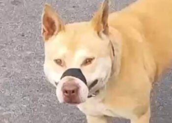El Juzgado de Convivencia dispuso el secuestro preventivo de un perro por presunto maltrato animal
