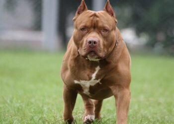 Nuevo proyecto de ley busca regular la tenencia de perros peligrosos tras tragedia en Córdoba
