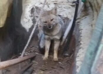 Rescatan y liberan a un zorro en Ostende tras quedar atrapado en un patio