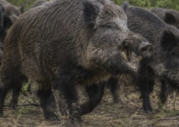 Río Negro avanza en la regulación de la venta de carne de jabalí y guanaco