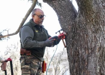Tratamiento para preservar los árboles de Plaza Mitre
