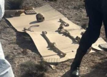 Un hallazgo sorprendente en Puerto Madryn: 125 piezas óseas encontradas durante un paseo