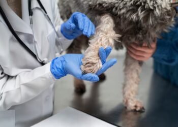 Aumentan los casos de leptospirosis: 76 confirmados y 106 probables en humanos