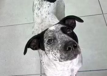 Desvinculan a policía por disparar a perro en comisaría de Floresta