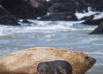 Nace Alfredito, el primer elefante marino en Mar del Plata en décadas